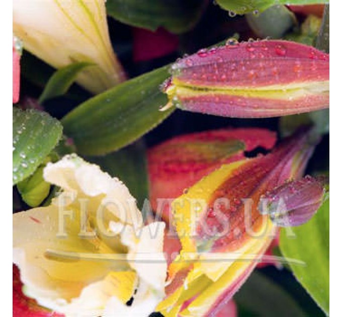 Букет "У захваті від тебе!"