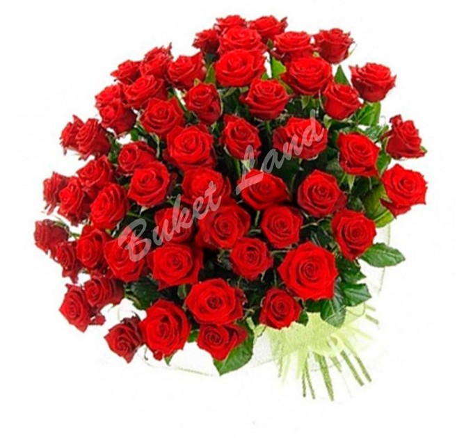 61 красная роза Гран При 60 см