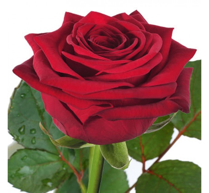 Роза красная (поштучно)