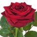 Роза красная (поштучно)