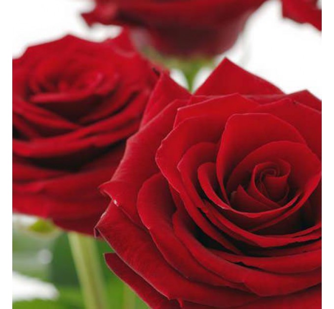 Роза красная (поштучно)