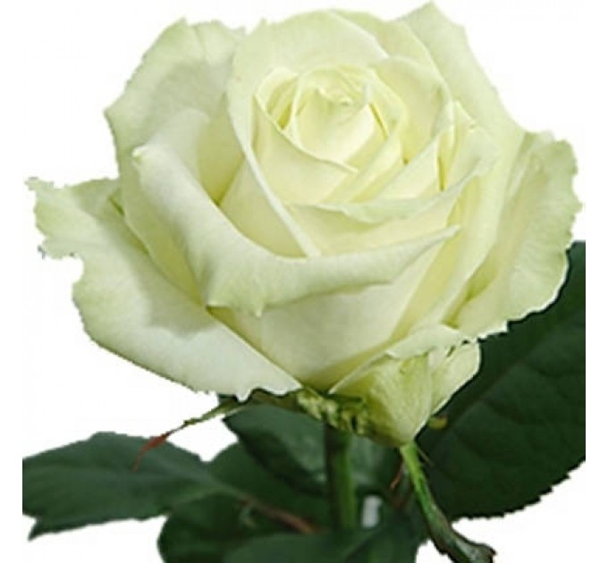 Роза белая (поштучно)