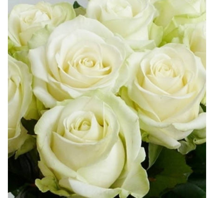 Роза белая (поштучно)