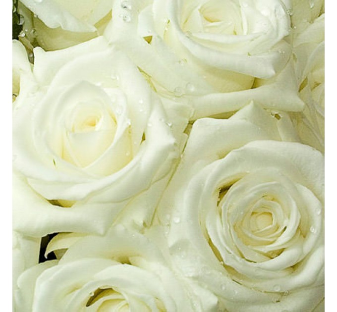 Роза белая (поштучно)