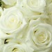 Роза белая (поштучно)