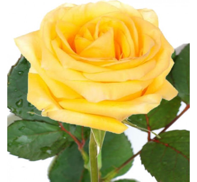 Роза желтая (поштучно)