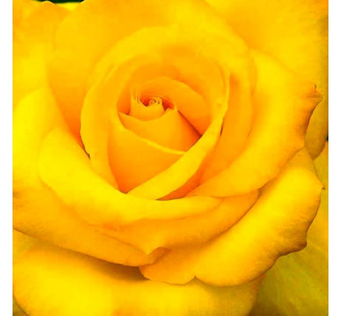 Роза желтая (поштучно)