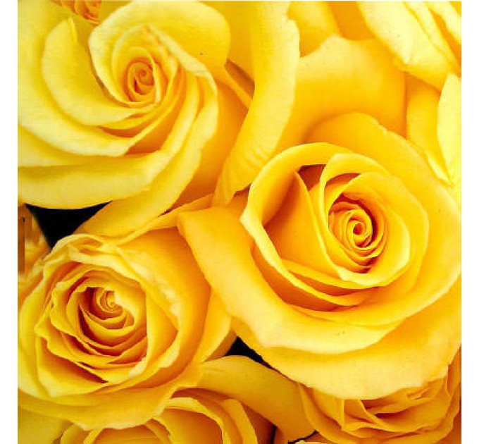 Роза желтая (поштучно)