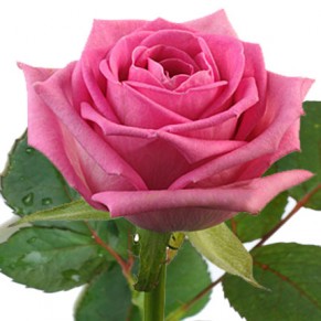 Троянда рожева (поштучно)
