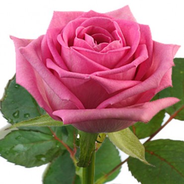 Роза розовая (поштучно)