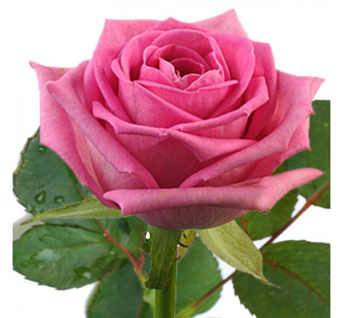 Роза розовая (поштучно)