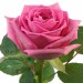 Роза розовая (поштучно)