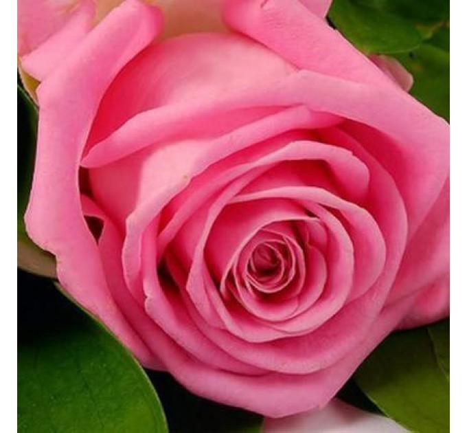 Роза розовая (поштучно)