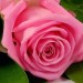 Роза розовая (поштучно)