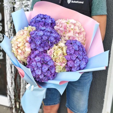 7 гортензии в ассортименте