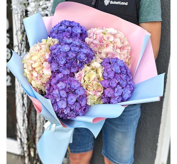 7 гортензии в ассортименте