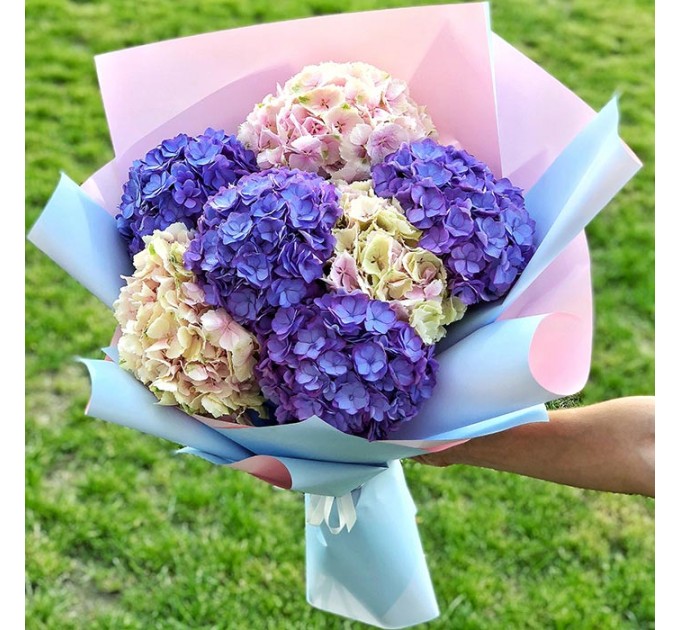 7 гортензии в ассортименте