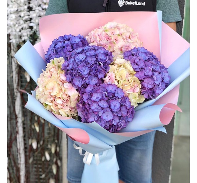 7 гортензии в ассортименте