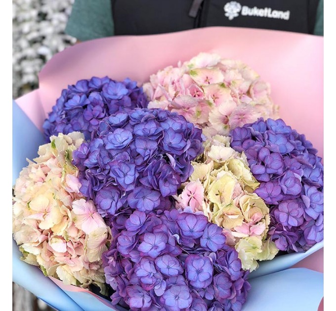 7 гортензии в ассортименте