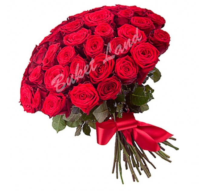 71 красная роза Гран При 60 см