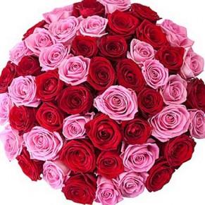 51 красная и розовая роза Аква ГранПри 60 см