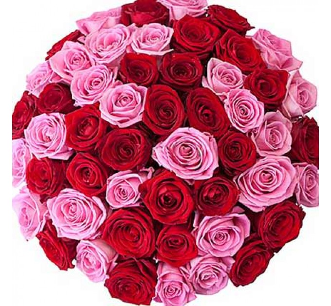 51 красная и розовая роза Аква ГранПри 60 см