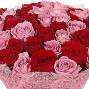 51 красная и розовая роза Аква ГранПри 60 см