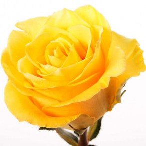 Букет жовтих троянд "Казка" Пенні Лейн 60 см 21 троянда Букет жовтих троянд "Казка" Пенні Лейн 60 см 21 троянда