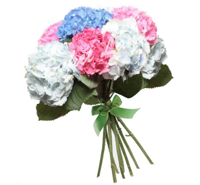 9 гортензии микс