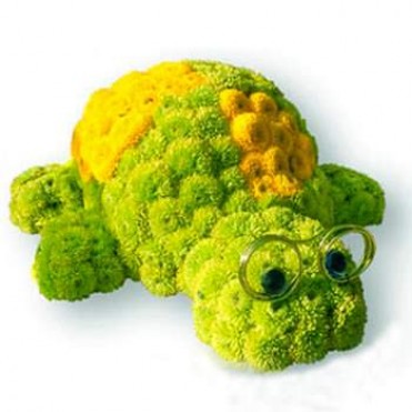 Черепаха Тортилла Черепаха Тортилла