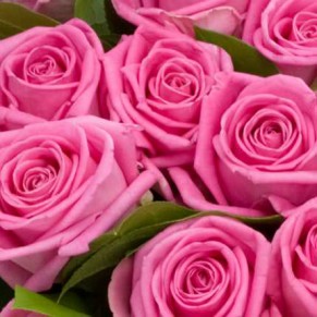 Гарний букет "Шанс" Аква 19 троянд 60 см Гарний букет "Шанс" Аква 19 троянд 60 см