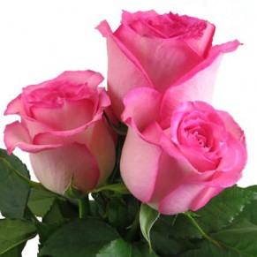 Гарний букет "Шанс" Аква 19 троянд 60 см Гарний букет "Шанс" Аква 19 троянд 60 см