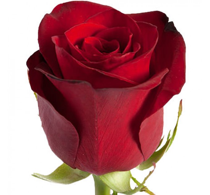 Букет "Студенческий" (3 красные розы)