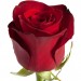 Букет "Студенческий" (3 красные розы)