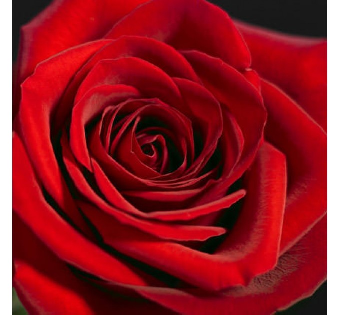 Букет "Студенческий" (3 красные розы)