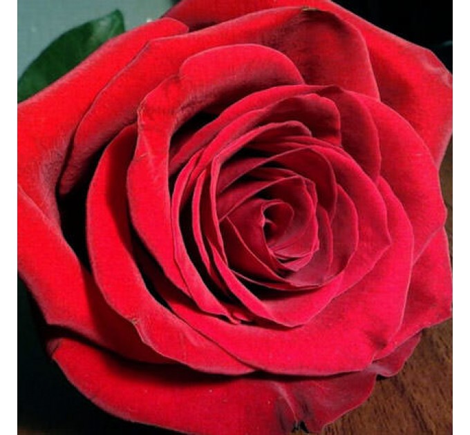 Розы "Для любимой"