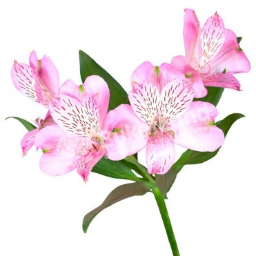 Альстромерія в асортименті