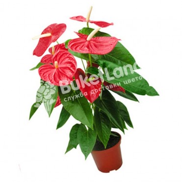 Антуриум 30 см
