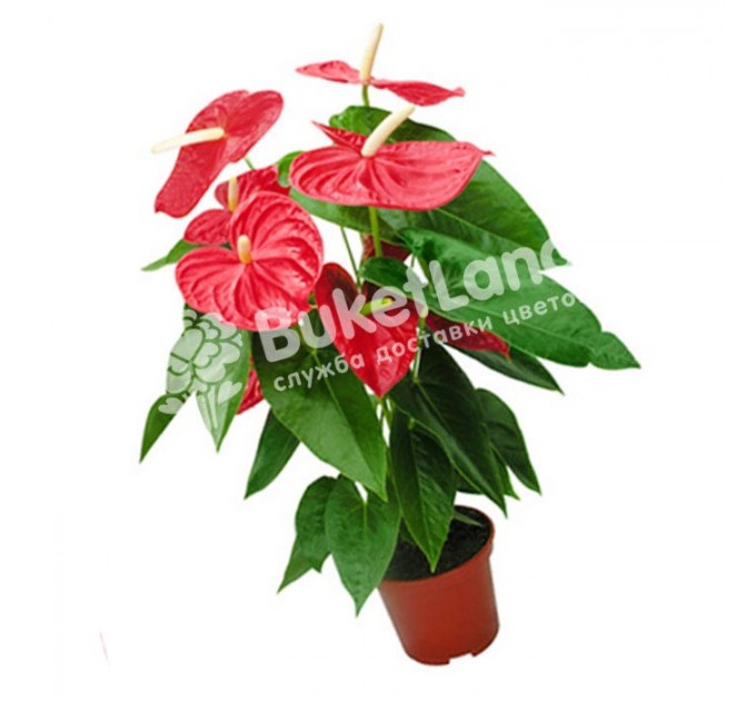 Антуриум 30 см