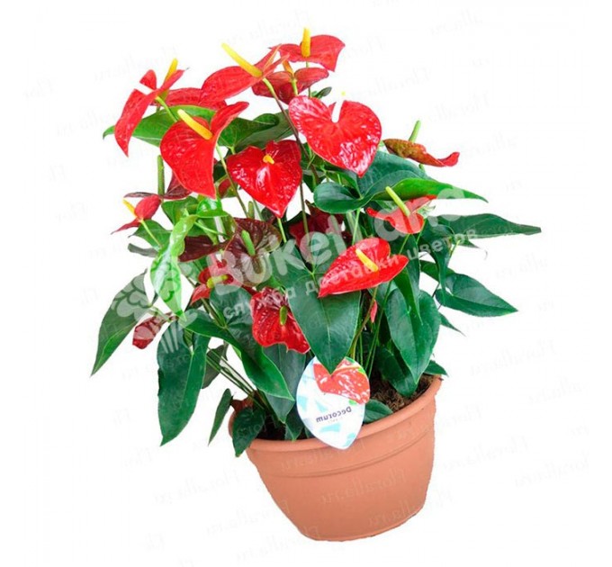 Антуриум 50 см