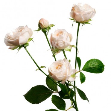 Бежевая роза спрей 60 см