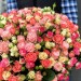 Букет из 101 розы спрей микс