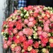 Букет из 101 розы спрей микс