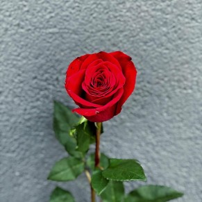 Голландська троянда Freedom 80-90 см Голландська троянда Freedom 80-90 см