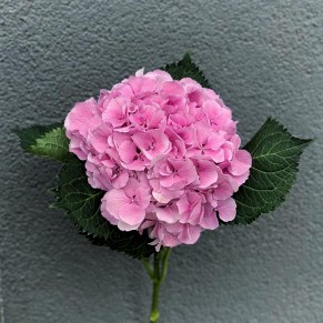 Гортензія в асортименті