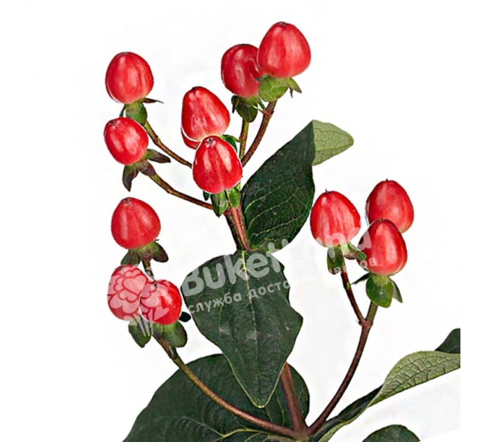 Хиперикум в ассортементе