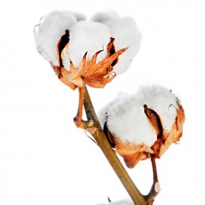 Бавовна гілка