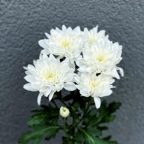 Хризантема в асортименті Хризантема в асортименті