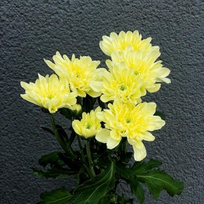 Хризантема в асортименті Хризантема в асортименті