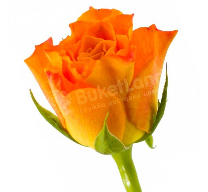 Кенийская роза 50 см в ассортименте